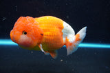 Lionchu  Red White 5 Inch (ID#422R12b-113)