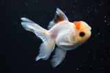 Juvenile Thai Oranda  Tricolor 4 Inch (ID#917To13b-50) Free2Day SHIPPING Please see notes