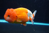 Lionchu  Red White 5 Inch (ID#422R12b-113)