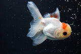 Juvenile Thai Oranda  Tricolor 4 Inch (ID#917To13b-50) Free2Day SHIPPING Please see notes