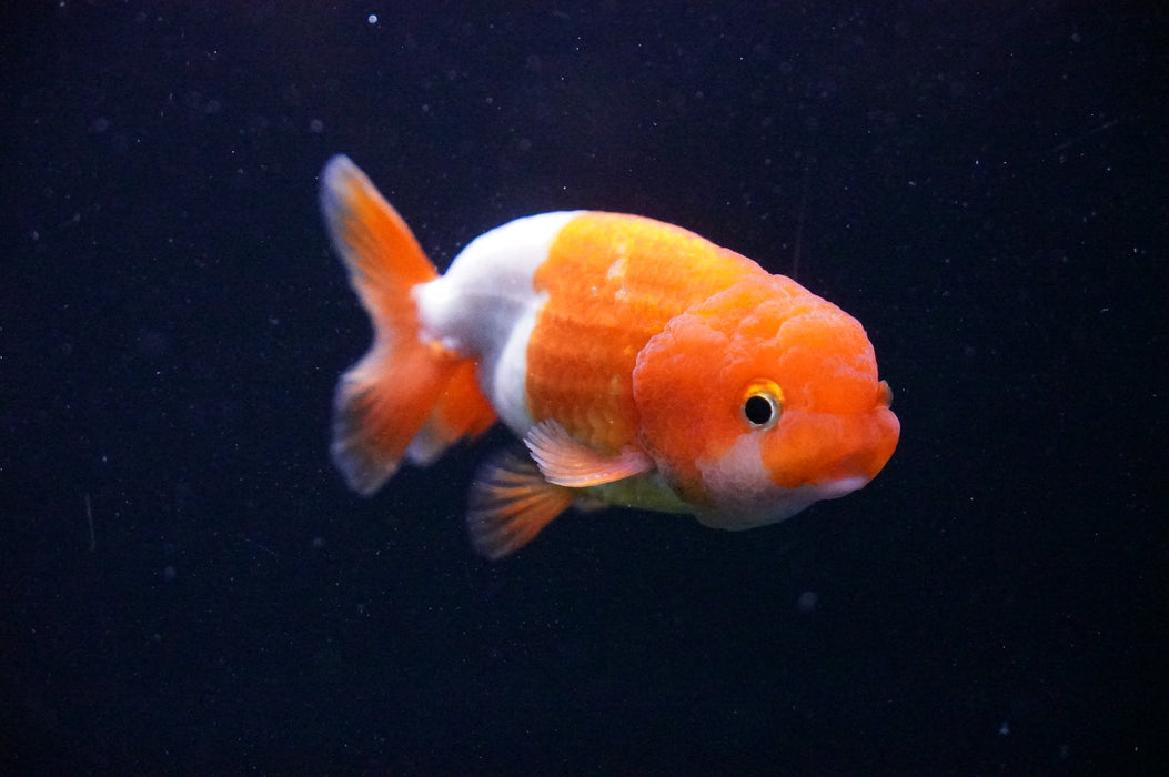 Juvenile Lionchu  Red White 3 Inch (ID#1205R11b-3) Free2Day SHIPPING