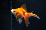 Ryukin Long Tail Red White 4.5 Inch (ID#1119Ry7a-5) Free2Day SHIPPING