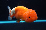 Lionchu  Red White 5 Inch (ID#422R12b-113)