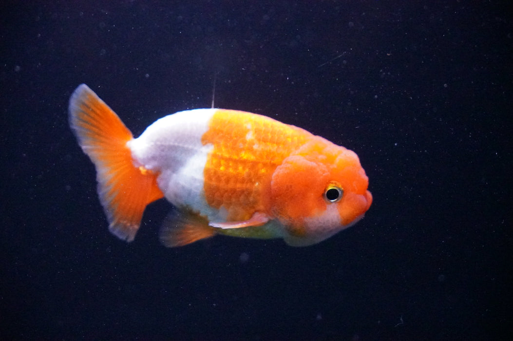 Juvenile Lionchu  Red White 3 Inch (ID#1205R11b-3) Free2Day SHIPPING
