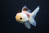 Juvenile Thai Oranda  Tricolor 4 Inch (ID#917To13b-50) Free2Day SHIPPING Please see notes