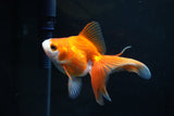 Ryukin Long Tail Red White 4.5 Inch (ID#1119Ry7a-5) Free2Day SHIPPING