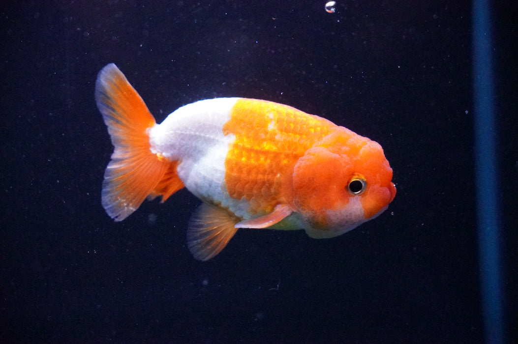 Juvenile Lionchu  Red White 3 Inch (ID#1205R11b-3) Free2Day SHIPPING
