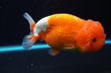 Lionchu  Red White 5 Inch (ID#422R12b-113)