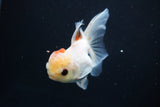 Juvenile Thai Oranda  Tricolor 4 Inch (ID#917To13b-50) Free2Day SHIPPING Please see notes