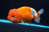 Lionchu  Red White 5 Inch (ID#422R12b-113)