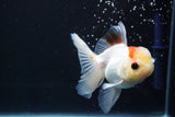 Juvenile Thai Oranda  Tricolor 4 Inch (ID#917To13b-50) Free2Day SHIPPING Please see notes