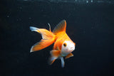 Ryukin Long Tail Red White 4.5 Inch (ID#1119Ry7a-5) Free2Day SHIPPING