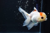 Juvenile Thai Oranda  Tricolor 4 Inch (ID#917To13b-50) Free2Day SHIPPING Please see notes