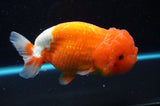 Lionchu  Red White 5 Inch (ID#422R12b-113)