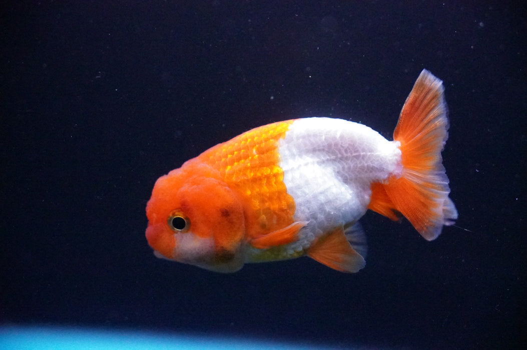 Juvenile Lionchu  Red White 3 Inch (ID#1205R11b-3) Free2Day SHIPPING