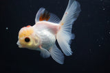 Juvenile Thai Oranda  Tricolor 4 Inch (ID#917To13b-50) Free2Day SHIPPING Please see notes