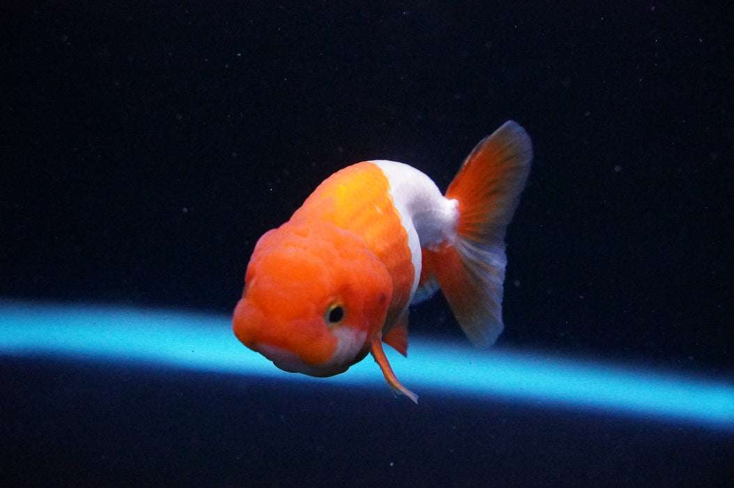 Juvenile Lionchu  Red White 3 Inch (ID#1205R11b-3) Free2Day SHIPPING