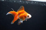 Ryukin Long Tail Red White 4.5 Inch (ID#1119Ry7a-5) Free2Day SHIPPING