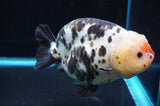 Jumbo Milk Cow Ranchu  Calico 5 Inch (ID#418R7a-106)