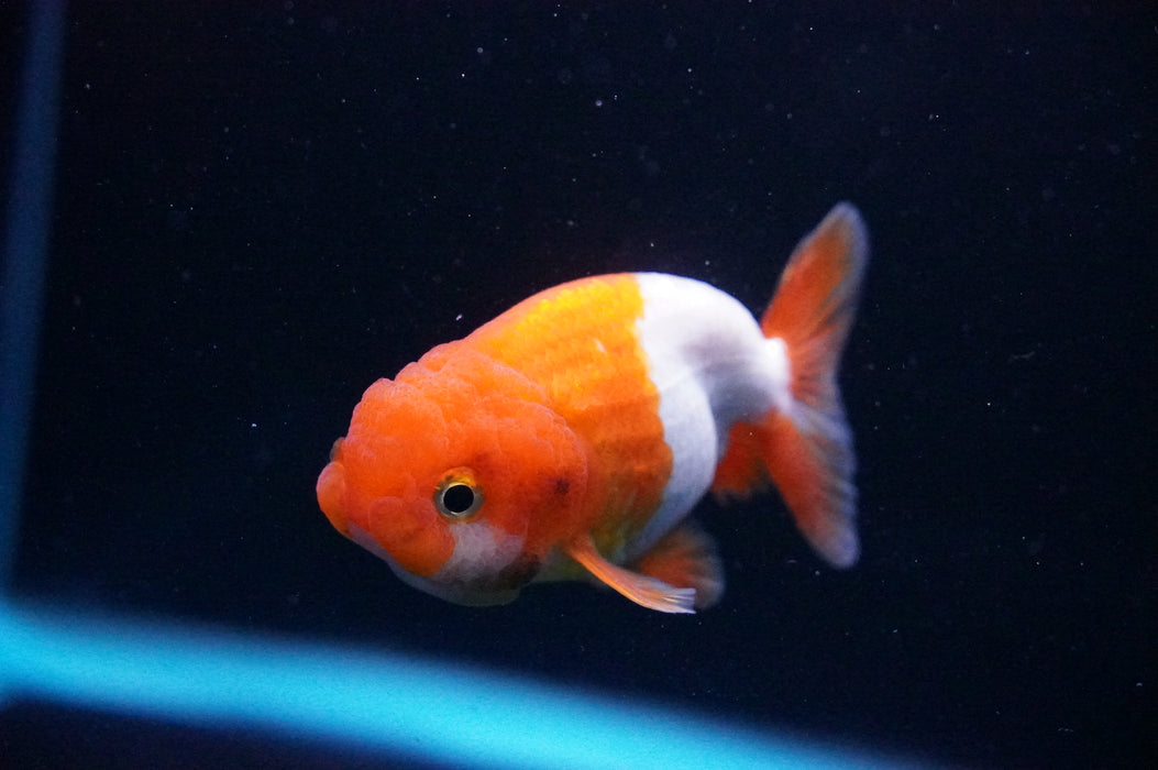 Juvenile Lionchu  Red White 3 Inch (ID#1205R11b-3) Free2Day SHIPPING
