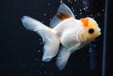 Juvenile Thai Oranda  Tricolor 4 Inch (ID#917To13b-50) Free2Day SHIPPING Please see notes