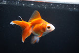 Ryukin Long Tail Red White 4.5 Inch (ID#1119Ry7a-5) Free2Day SHIPPING