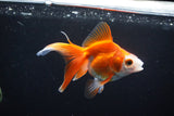 Ryukin Long Tail Red White 4.5 Inch (ID#1119Ry7a-5) Free2Day SHIPPING