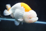 Giant Ranchu  Red White 6 Inch (ID#1025R10a-95)