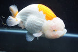 Giant Ranchu  Red White 6 Inch (ID#1025R10a-95)