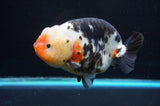 Jumbo Milk Cow Ranchu  Calico 5 Inch (ID#418R7a-106)