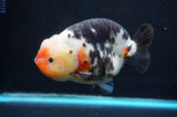 Jumbo Milk Cow Ranchu  Calico 5 Inch (ID#418R7a-106)