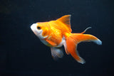 Ryukin Long Tail Red White 4.5 Inch (ID#1119Ry7a-5) Free2Day SHIPPING