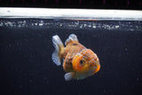 Yuan Bao Oranda  Calico 4 Inch (ID#0110Yb10b-78) Free2Day SHIPPING