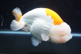 Giant Ranchu  Red White 6 Inch (ID#1025R10a-95)