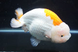 Giant Ranchu  Red White 6 Inch (ID#1025R10a-95)