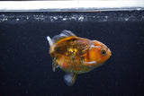 Yuan Bao Oranda  Calico 4 Inch (ID#0110Yb10b-78) Free2Day SHIPPING