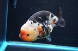Jumbo Milk Cow Ranchu  Calico 5 Inch (ID#418R7a-106)