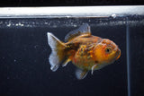 Yuan Bao Oranda  Calico 4 Inch (ID#0110Yb10b-78) Free2Day SHIPPING