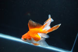 Ryukin Long Tail Red White 4 Inch (ID#1119Ry7a-6) Free2Day SHIPPING