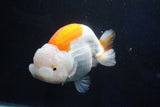 Giant Ranchu  Red White 6 Inch (ID#1025R10a-95)