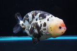 Jumbo Milk Cow Ranchu  Calico 5 Inch (ID#418R7a-106)