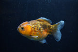 Yuan Bao Oranda  Calico 4 Inch (ID#0110Yb10b-78) Free2Day SHIPPING