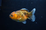 Yuan Bao Oranda  Calico 4 Inch (ID#0110Yb10b-78) Free2Day SHIPPING