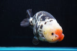 Jumbo Milk Cow Ranchu  Calico 5 Inch (ID#418R7a-106)