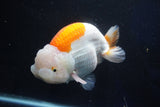 Giant Ranchu  Red White 6 Inch (ID#1025R10a-95)