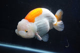 Giant Ranchu  Red White 6 Inch (ID#1025R10a-95)