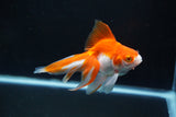 Ryukin Long Tail Red White 4 Inch (ID#1119Ry7a-6) Free2Day SHIPPING