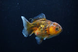 Yuan Bao Oranda  Calico 4 Inch (ID#0110Yb10b-78) Free2Day SHIPPING