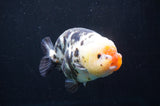 Jumbo Milk Cow Ranchu  Calico 5 Inch (ID#418R7a-106)