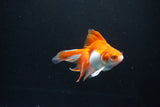 Ryukin Long Tail Red White 4 Inch (ID#1119Ry7a-6) Free2Day SHIPPING